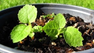 Growing Kiwifruit From Seed  Transplanting [upl. by Garbers]