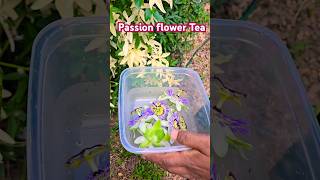 Easy To Make Passion Flower Tea Recipe passionflower tea maypop tropical fruit drink sedation [upl. by Deevan]