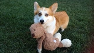 Adorable Corgi Yuki Wont Fetch wo BEAR Part 2 [upl. by Waterer]