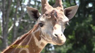 2 Minute Tour of Catoctin Wildlife Preserve and Zoo Thurmont MD [upl. by Lyrad]