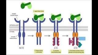 Enzyme Linked Receptors [upl. by Dunlavy662]