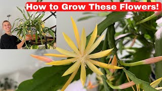 FLOWERING ORCHID CACTUS  Epiphyllum amp Disocactus Growing Tips to Get Orchid Cactus to Bloom [upl. by Eeladnerb517]