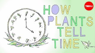 How plants tell time  Dasha Savage [upl. by Harbard]