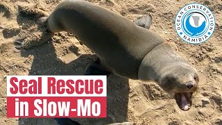 Crazy Seal Rescue Slow Motion Sound On [upl. by Aerb678]