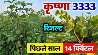 Krishna 3333 का रिजल्ट देखो इस बार  पिछले साल 1 एकड़ में 14 क्विंटल हुई थी 🔥  kapas ki kheti [upl. by Ozkum]