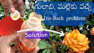 గులాబి మల్లె మొక్కలను Die back problem నుండి కాపాడాలంటే ఇలా చెయ్యండి [upl. by Malcolm53]