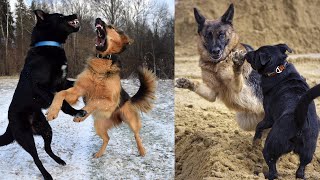 TOP 10 FIGHTING DOG BREEDS IN THE WORLD 2021  10 DOGS THAT ARE CREATED SPECIFICALLY FOR FIGHTING [upl. by Ames]