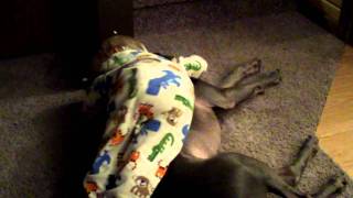 Sleepy Weimaraner with baby [upl. by Esyahc]