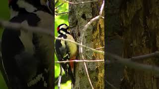 Remarkable Woodpeckers Three Fascinating Facts About These Skilled Birds [upl. by Hike394]