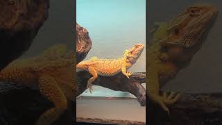 Bearded dragon waving [upl. by Ardine199]