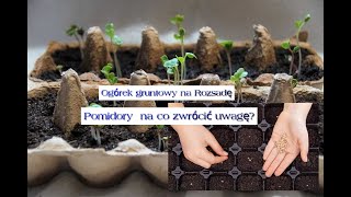 Siew pomidorów krok po kroku sekret starych ogrodników wysiew ogórków sadzenie z nasion [upl. by Aneleve]