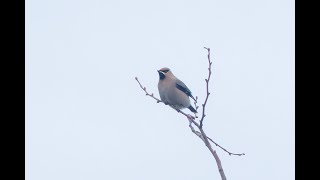 Waxwing Foxton Cambridgeshire 201223 [upl. by Irolav]