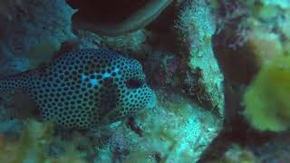 Grand Cayman Trunkfish 082023 [upl. by Beale]