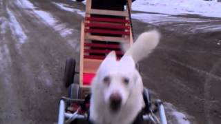 dog sled with wheels [upl. by Prunella117]