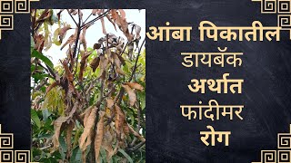 आंब्यावरील डायबॅक अर्थात फांदी मर रोग  Die back Disease of Mango [upl. by Imiaj]