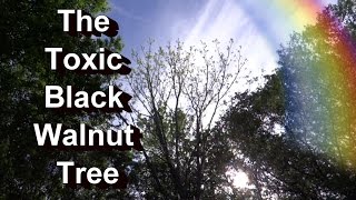 The Toxic Black Walnut Tree Which Plants Die or Survive My Personal Garden Examples [upl. by Tamah]