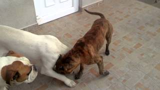 Dog fighting Pitbull vs American bulldog vs Dogo argentino v30 [upl. by Oniluap]