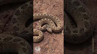 Angry Harmless Snake shorts snakes wildlife Africa [upl. by Gagnon561]