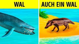 Wie Wale die größten Tiere aller Zeiten geworden sind [upl. by Akinat]