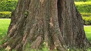 Is this the largest Dawn Redwood Tree in America [upl. by Metcalf522]