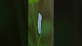 A Sawfly Larvae macro naturephotography macrophotography shorts [upl. by Colston]