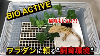 クレステッドゲッコーとワラジムシampダンゴムシを一緒に飼う飼育環境。【クレス飼育】 [upl. by Oyek527]