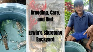 Red Claw Crayfish Breeding Care and Diet  Erwins Sikretong Backyard  ENGLISH SUB [upl. by Grissel]