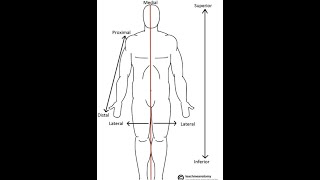 Anatomical Terms [upl. by Ephram]