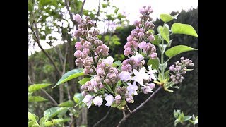 Lilas Syringa vulgaris Belle de Moscou La fragrance dantan défie le temps [upl. by Galitea]