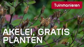 JULI Gratis planten De Akelei in de zomer zaaien De Akelei geeft veel zaadjes [upl. by Jala]