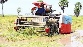 Harvester Kubota DC70plus Kubota DC70 working in water Video Kubota [upl. by Navi]