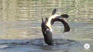 Great Cormorant catches and eats a huge Carp actually a Tench [upl. by Berni]