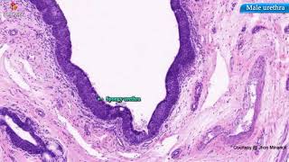 Histology of Male Urethra  Shotgun Histology [upl. by Ivon]