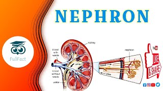 Structure and Function of Nephron Anatomy amp physiology Urine Formationcomposition in Hindi amp urdu [upl. by Atirrehs]