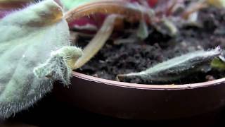 African Violet rescued from a cold brokendown greenhouse [upl. by Viridis306]