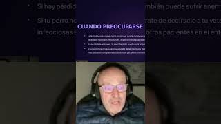 PROBLEMAS ASOCIADOS A LA DIARREA CON SANGRE EN PERROS [upl. by Jemie]