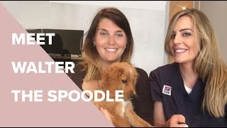 All Things Oodle with Walter The Spoodle  Dr Kate Adams Bondi Vet [upl. by Haon]