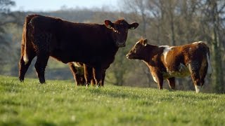 Donal Skehan takes a look at Glenarm Shorthorn [upl. by Chafee]