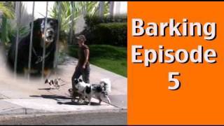 Barking Episode 5 Barking at Dogs Behind Fences [upl. by Attevad69]