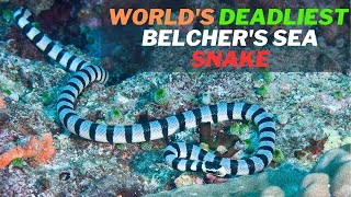 Facts of the Worlds Deadliest Snake Belchers Sea Snake Hydrophis belcheri and Its Venom [upl. by Stewart]