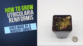 How to Grow and Propagate Utricularia Reniformis Carnivorous Plant Grow Guide [upl. by Bradeord871]