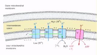 Coupling of ETS and ATP synthesis [upl. by Bolanger972]