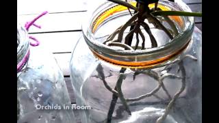 Growing vanda orchids baby in glass jar and how i water my vandas [upl. by Birdella743]