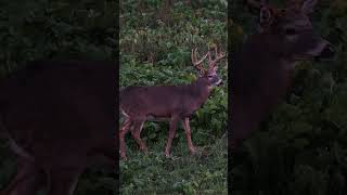 When your target buck appears out of nowhere deerhunter hunting minnesota deer [upl. by Eceinehs630]