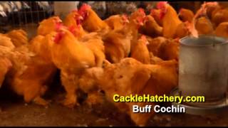 Buff Cochin Chicken Breed Breeder Flock  Cackle Hatchery [upl. by Nabala]