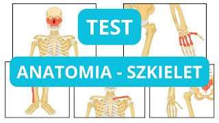 Anatomia szkielet kości  Test Wiedzy poziom podstawowy [upl. by Garrott586]