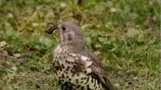 Mistle Thrush Turdus viscivorus collecting Earthworms Lumbricidae [upl. by Eeslek]