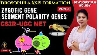 Drosophila Development8  Segment Polarity Genes [upl. by Schmidt]