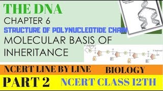 PART2 THE DNA  STRUCTURE OF POLYNUCLEOTIDE CHAIN  CHAPTER 6 NCERT CLASS 12TH BIOLOGY [upl. by Avictor]