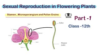 Stamen Microsporangium and Pollen grains  Class 12th  NEET  Biocules [upl. by Olnee]